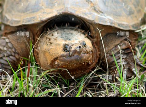 A Florida alligator snapping turtle in the wilds of Florida, USA Stock ...