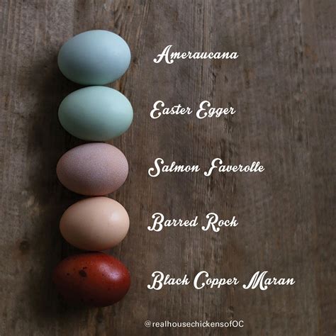 Egg Color Chart By Breed : Chicken Egger Egg Olive Eggs Breeds Colored ...