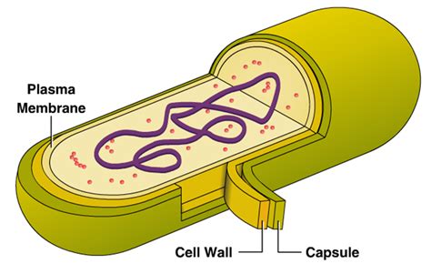 Innovic Medical: External Structure of Bacteria