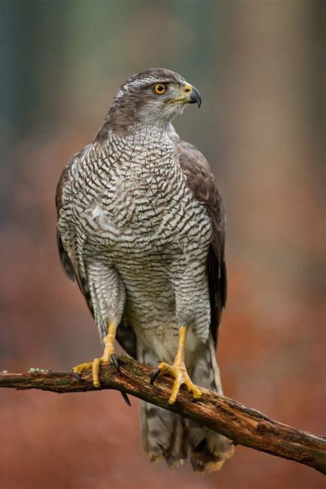 Northern Goshawk/Autour des Palombes/Accipiter gentilis Pretty Birds ...