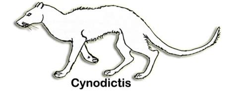 Cynodictis - Alchetron, The Free Social Encyclopedia