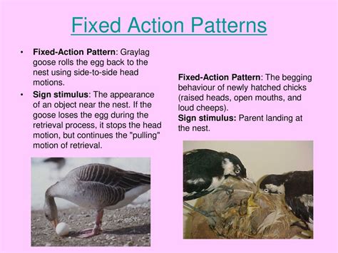 fixed action pattern example in humans - flowerArtDrawingDoodlesTanglePatterns