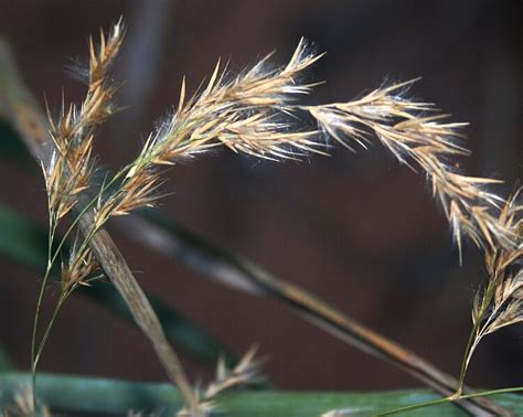 Common Reed Identification – Phragmites australis – Off Grid Living Hacks