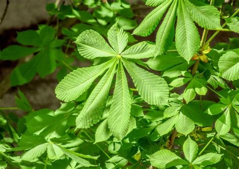 Premium Photo | Fresh chestnut tree leaves