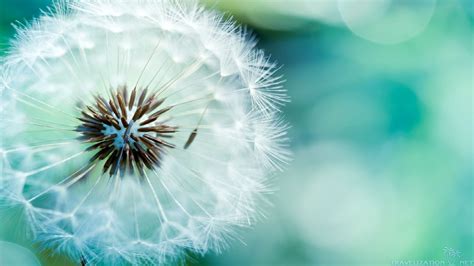 🔥 [40+] Blowing Dandelion Wallpapers | WallpaperSafari