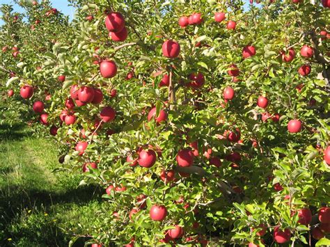 How New Apple Cultivars Make it to the Market - The Produce Nerd