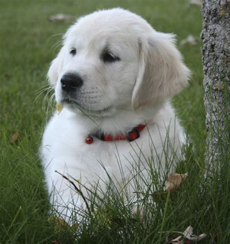 Mapleleaf English Cream Golden Retrievers | Golden Retriever Breeder | Big Lake, Minnesota