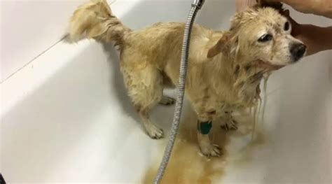 Dog nearly killed by horrific flea infestation gets life-saving blood transfusion | CTV News