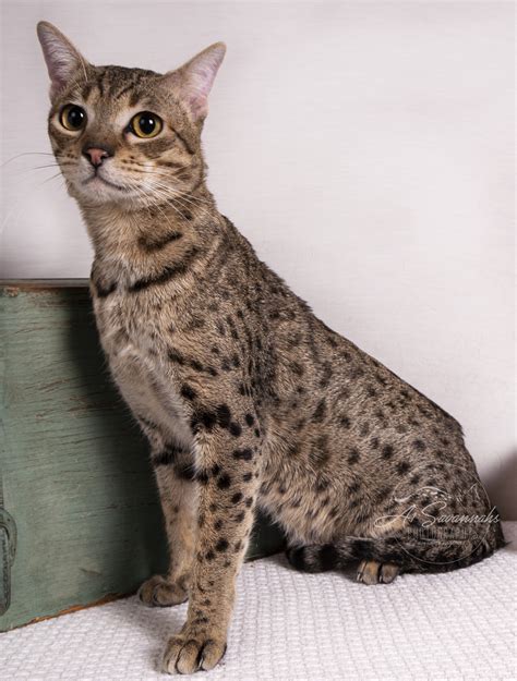 A1 Savannahs - The Original Founder of The Savannah Cat Breed