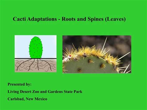 PPT - Cacti Adaptations - Roots and Spines Leaves PowerPoint Presentation - ID:235238