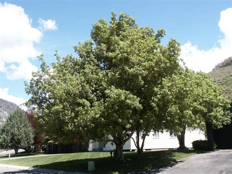 Boxelder or Ash-leaved or Manitoba Maple | TreeBrowser | USU