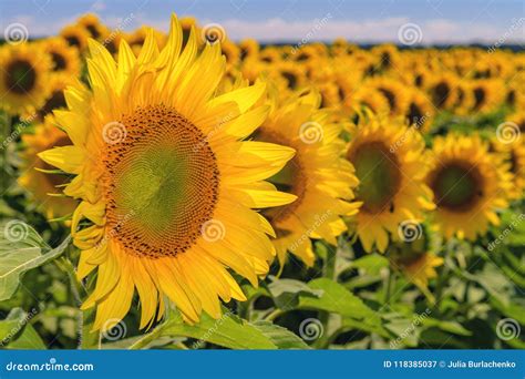 Row of Colorful Blooming Sunflowers Stock Image - Image of close ...