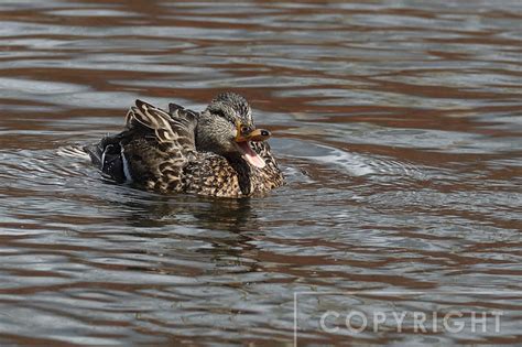 Nature by Nancy | Tis' the season: Wood Duck mating