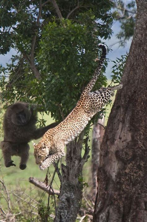 Baboon and Leopard fight,by Paul Goldstein. | Majestic animals, Tame animals, Baboon