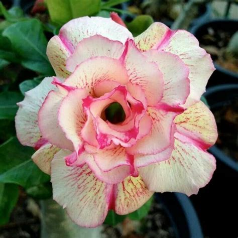 Adenium Obesum Seeds 'Angle' - Price €1.95