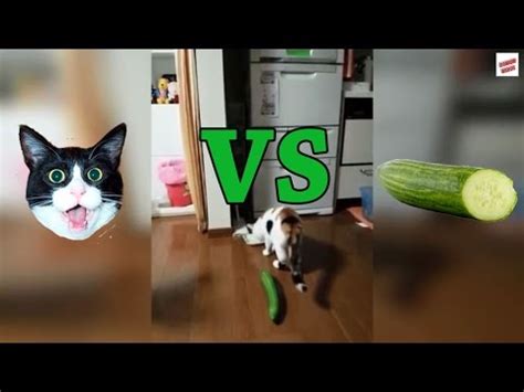 Bài Viết 23 Cat And Cucumber Meme Update - Ecurrencythailand.com