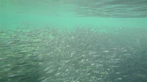 Bonefish & Tarpon Trust: Bonefish Habitat - Moldy Chum