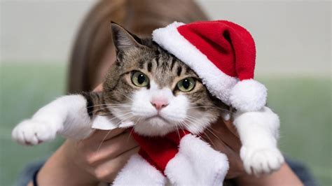 Santa cat - backiee