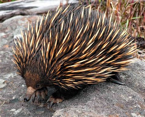 Animals of the world: Echidna