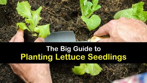 Lettuce Seedling Care - Tips for Planting Lettuce Seedlings