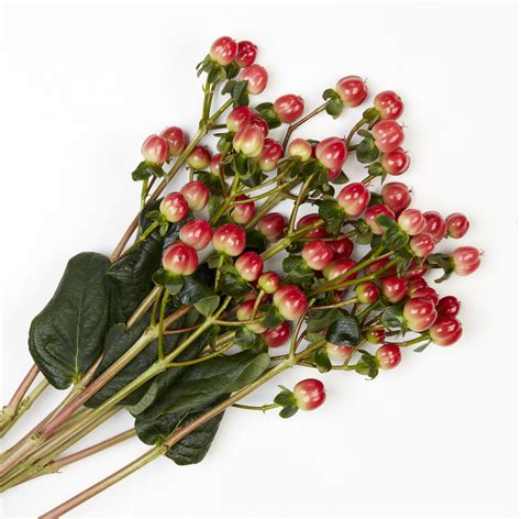 Red Hypericum Berries - Calyx Flowers, Inc