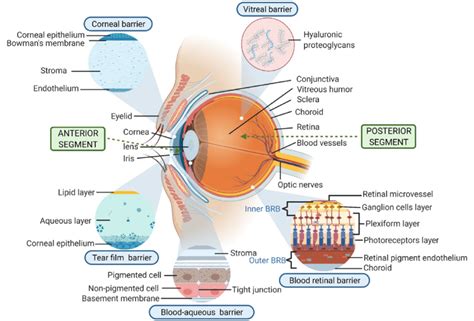 Physiological barriers in ocular drug delivery (created with BioRender.com) | Download ...