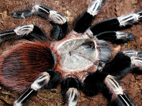 Nhandu chromatus - Brazilian Red & White Tarantula ~ Tarantula Hub