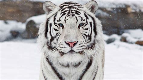 white bengal tiger wallpaper - Buscar con Google