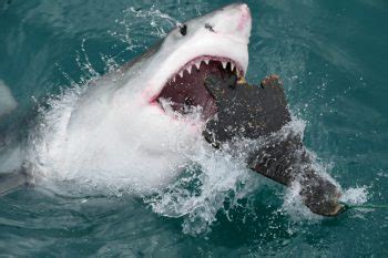 How Do Great White Sharks Hunt Their Prey? - White Shark Hunting Prey