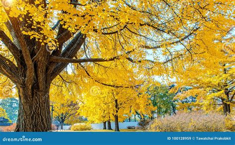 Autumn in Gyeongbokgung Palace,South Korea Stock Image - Image of asia ...