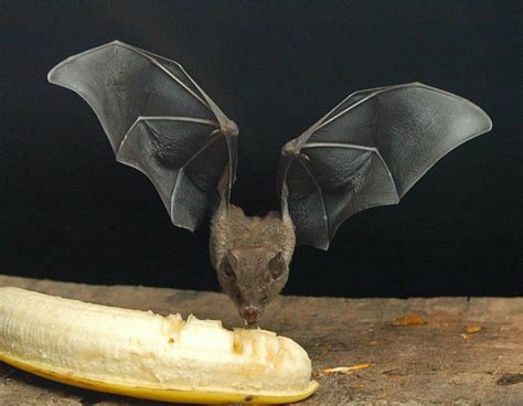 haha bat eating a banana :) | Fruit bat, Bat, Bat species