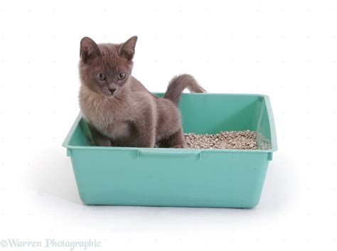 Kitten in a litter tray photo WP14872