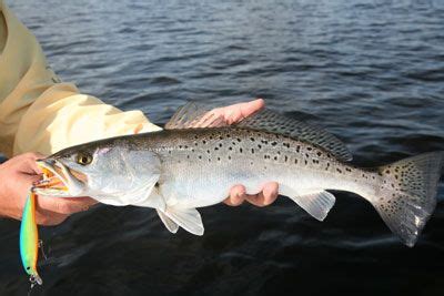 Spotted Sea Trout.....Fall is just around the corner, and they'll be out in droves in the ...