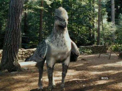 Buckbeak - Harry Potter