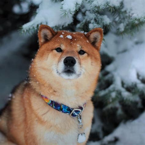 16 Facts About Raising and Training Shiba Inu Dogs - PetTime