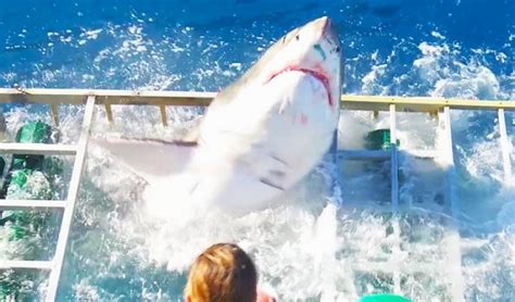 Insane video shows great white shark break into a dive cage with a diver inside – BGR