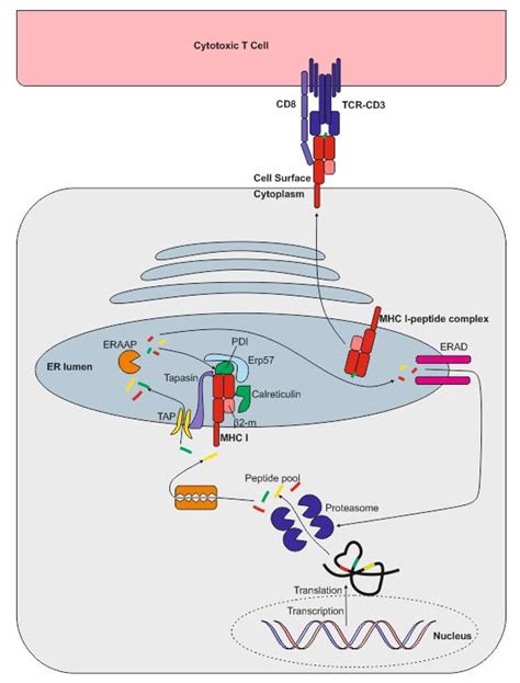 Antigen Processing and Presentation | British Society for Immunology