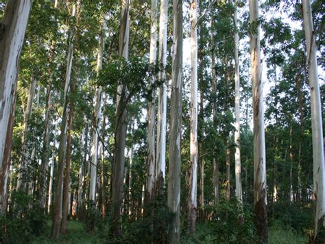 Improving the reference eucalyptus (E. grandis) genome