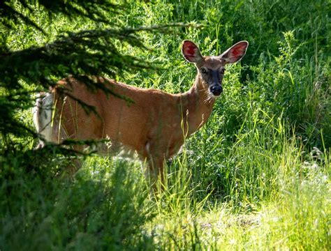 Where to see wildlife in Acadia National Park