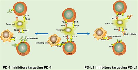 Frontiers | Looking for the Optimal PD-1/PD-L1 Inhibitor in Cancer Treatment: A Comparison in ...