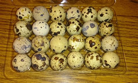 48 Jumbo Brown & Texas A&M Coturnix Quail Hatching Eggs | Hatching eggs, Quail, Eggs