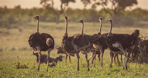 Birds of Serengeti National Park - Tanzania