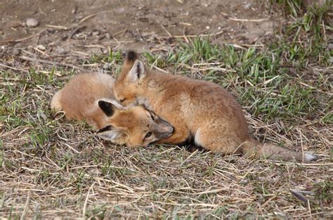 Two Red Fox pups playing outside their den 6253584 Stock Photo at Vecteezy