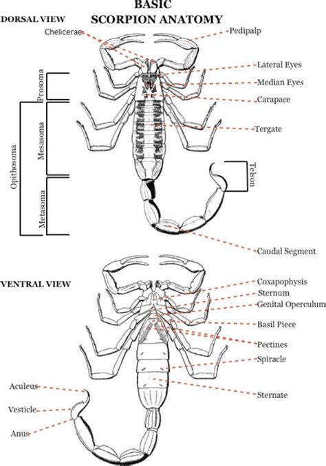 The Scorpion Hobby - Anatomy