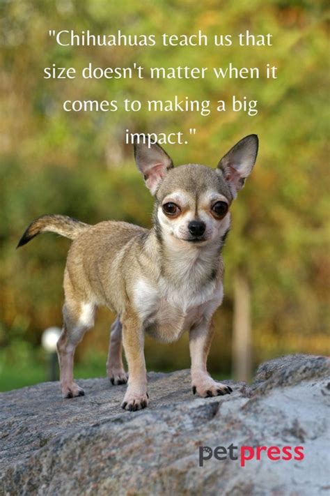 Tiny but Big Wisdom: 50 Best Chihuahua Dog Quotes That Inspire