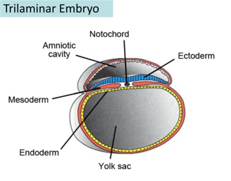 (3) Describe the major events of embryogenesis from gastrulation to organogenesis (scenario ...