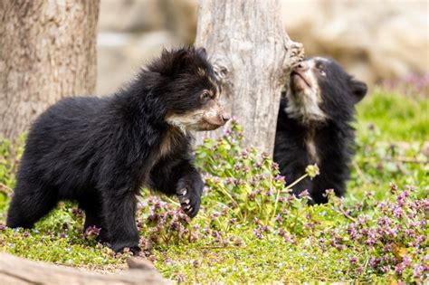 Andean Bear Cub Brothers Now on View Outdoors at the Smithsonian’s ...