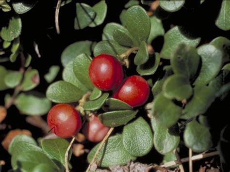 Arctostaphylos uva-ursi - Jersey-Friendly Yards