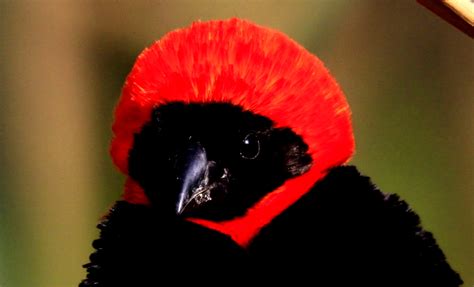 Famous Birds of South Africa | Birding in Africa | Iconic Bird Species