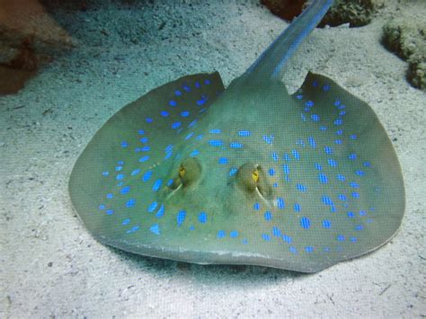 Free Images : skate, underwater, stingray, coral reef, egypt, vertebrate, red sea, blue spotted ...